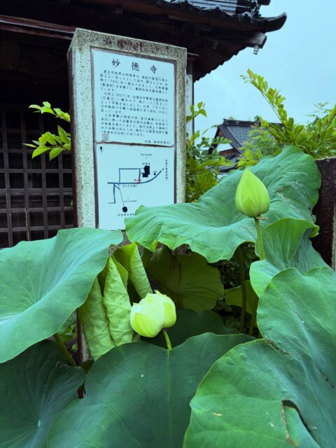 兼務住職をしている長岡市島崎の妙徳寺です🙏
今年もキレイなハスが咲きそうです🪷

#長岡市#お寺#蓮の花#ハス